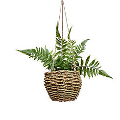 Candlelight Fern in Seagrass Basket