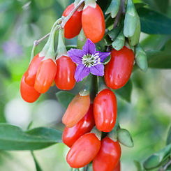 Goji Berry Sweet Lifeberry Potted Plants