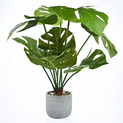 Large Cheese Plant in a Round Cement Pot