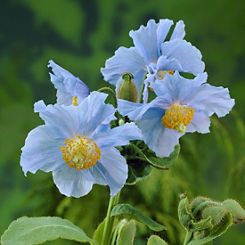 Meconopsis Himalayan Blue Poppy 3 Jumbo Plugs