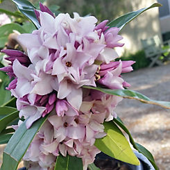 You Garden 2L Potted Hardy Daphne Perfume Princess