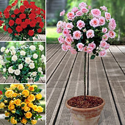 You Garden 4 Patio Standard Roses Collection