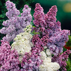 You Garden Collection of Potted Fragrant Lilac