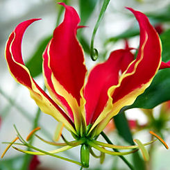 You Garden Flame Lily (Gloriosa Rothschildiana) - 3 Tubers
