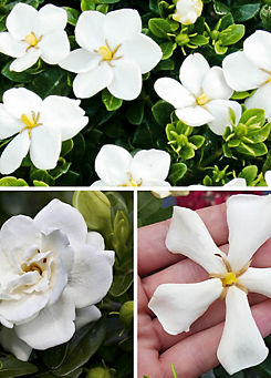You Garden Gardenia Hardy Collection - Set of 3 9cm Potted Plants