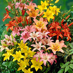 You Garden Mixed Asiatic Lilies - 25 Bulbs
