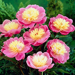 You Garden Paeony ’Bowl of Beauty’ Pack of 3 Bare Root Plants