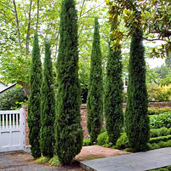 You Garden Pair of Italian Cypress Trees