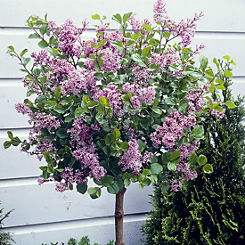 You Garden Pair of Standard Lilac (Syringa ’Palibin’) Trees NR