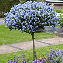 You Garden Potted Hardy Ceanothus Standard ’Californian Lilac’