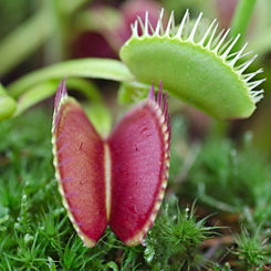 You Garden Potted Venus Fly Trap