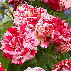 You Garden Rose ’Raspberry Ripple’ (Papageno) (3L Potted)