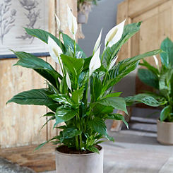 You Garden Spathiphyllum ’Sweet Silver’ Peace Lily