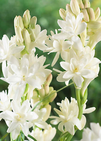 Polianthes Tuberosa White Wonder 10 Garden Bulbs by Kaleidoscope