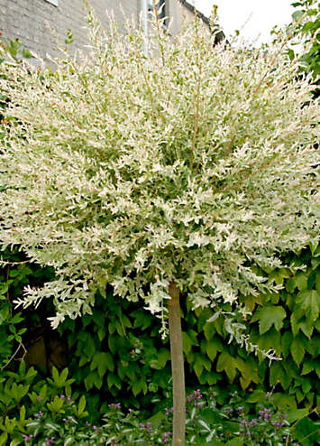 You Garden Salix ’Flamingo Willow’’ Tall Standard Tree | Kaleidoscope