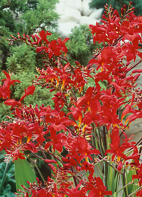 Crocosmia Lucifer 10 Corms | Kaleidoscope