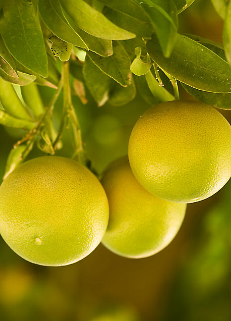 buy grapefruit tree buy grapefruit tree