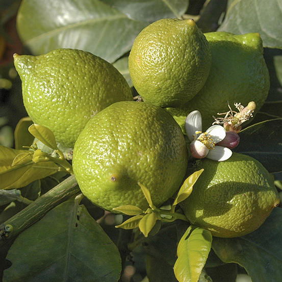 Potted Lime Tree Bearss By Kaleidoscope Kaleidoscope