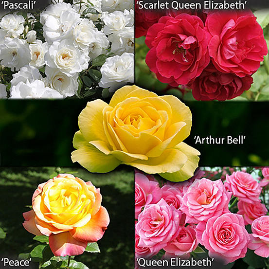 The Garden Glamour Rose Collection - 5 Bare Root Bushes