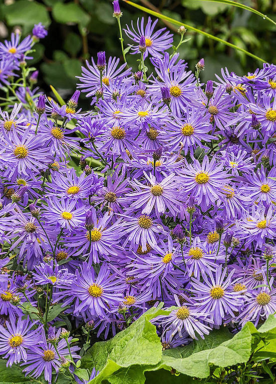You Garden Aster Frikartii Monch Michaelmas Daisy (2 x 9 cm Pots