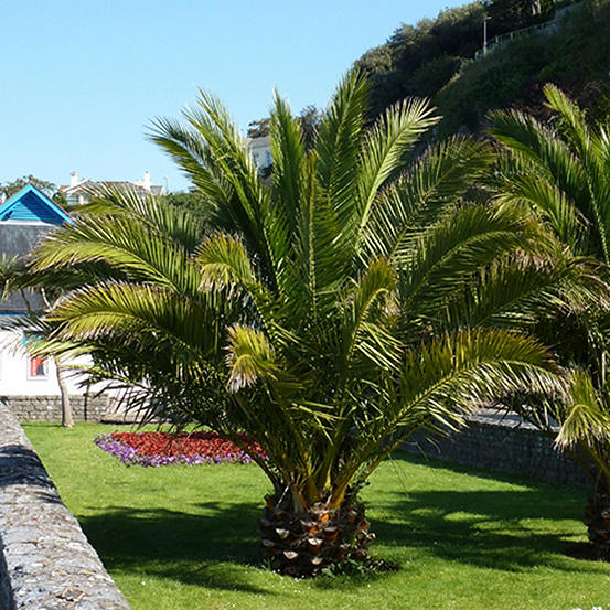 You Garden Canary Island Date Palms (Phoenix canariensis)