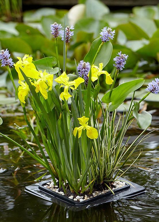 You Garden Floating Pond Plant Raft & 3 Plants Kaleidoscope