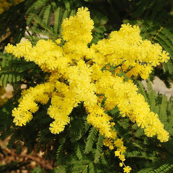 You Garden Mimosa ’Acacia’ Tree