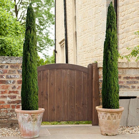 You Garden Pair of Potted Italian Cypress Trees