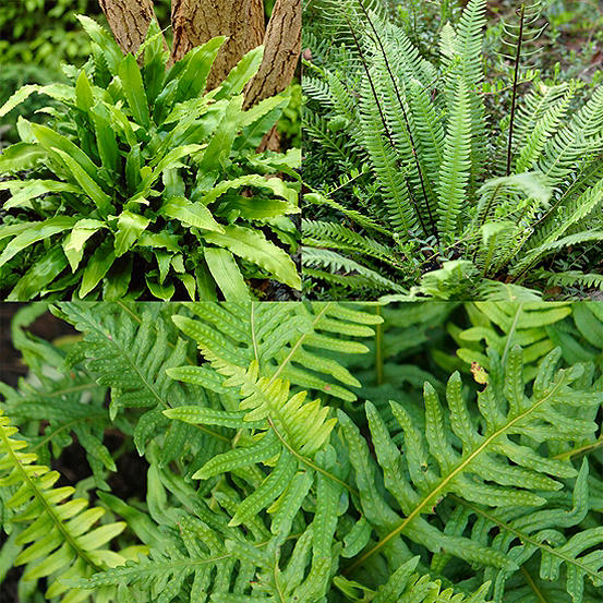You Garden Potted Evergreen Hardy Fern Collection - 3 Varieties