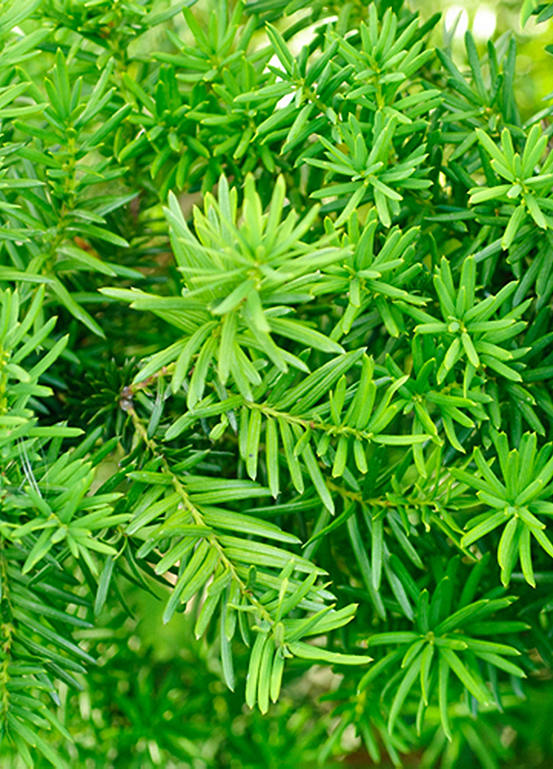 You Garden Potted Yew Hedging Pack 10 Plants Kaleidoscope