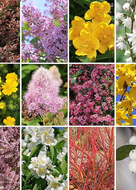 You Garden Winter Hardy Shrub Collection 12 Bare Roots Kaleidoscope