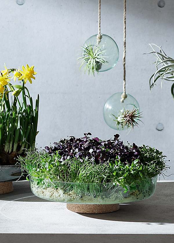 LSA (エルエスエー) Canopy Planting Bowl ?28cm Recycled/Co