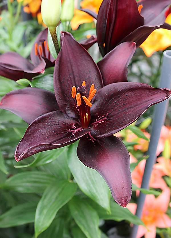 You Garden Lily Landini - (10 Bulbs)