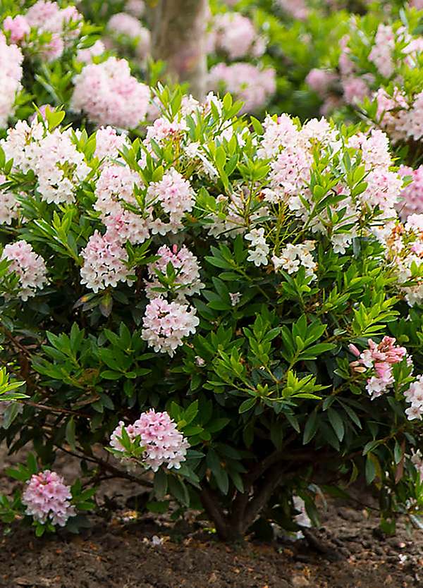 You Garden Rhododendron Bloombux Light Pink - 3 x 10.5 cm Pots